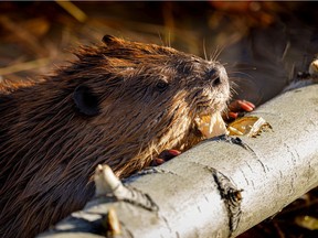 A beaver gnaws on an aspen it has just cut down in the Ann and Sandy Cross Conservancy southwest of Calgary, Ab., on Tuesday, November 3, 2020.