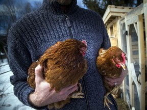 The City of Calgary is considering allowing urban chicken coops. But columnist Will Verboven says keeping your own poultry is not as easy as it looks.