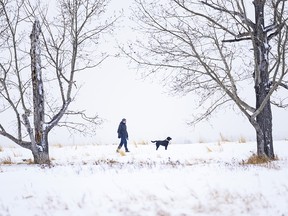 A man and his dog take a walk in Tom Campbell Park on a snowy afternoon on Saturday, Dec. 26, 2020.