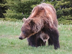 Parks Canada has closed the Jimmy Junior Bowl in Banff National Park, an area near Bow Summit popular with back-country users, to protect a female grizzly believed to have a den in the area. The bear is pictured here last summer with a cub, which didn't survive the year.