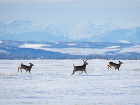 A whitetail buck and part of his harem run across a field just outside Calgary, Ab., on Wednesday, December 23, 2020.