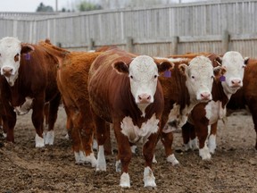As of October, beef prices had returned to pre-COVID levels, suggesting the efforts to mitigate outbreaks at the big meat packers have been successful in restoring supply.