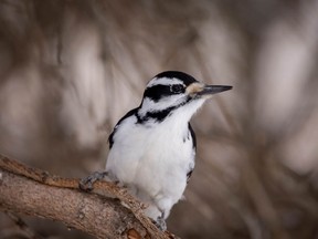 A hairy woodpecker pauses before dropping down to a feeder along Kneehill Creek near Dunphy, Ab., on Tuesday January 12, 2021.