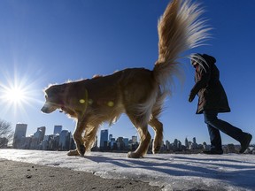 Marian and her dog Piper go for a walk on a cold morning at the Crescent Heights pathway on Friday, January 22, 2021.