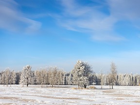 Blue sky and frost north of Cochrane, Ab., on Tuesday, January 26, 2021.