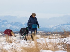 WIth the Rockies as a backdrop, Pat Tarr walks rescue greyhounds Houdini and Tomo in Bowmont Park in Calgary on Tuesday, Jan. 12, 2021.