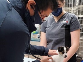 Staff at the VCA Care Centre tend to a puppy at their Calgary location. This clinic, and others across the city, have struggled to keep up with increased demand for animal care amid the pandemic.
