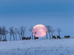 The moon rises behind a herd of elk in the foothills south of Calgary, Ab,. on Tuesday, Dec. 29, 2020.