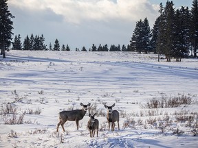 Mule deer on the way to Sibbald Flats west of Calgary, Ab., on Tuesday, February 16, 2021.