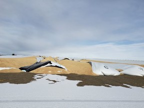 Police in Pincher Creek are investigating an incident where nearly $2-million in damage was caused to bags of barley.