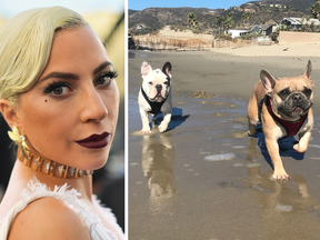 Lady Gaga’s dog walker was shot and two of her dogs, Gustav, left, and Koji, right, were stolen during a Wednesday night robbery.