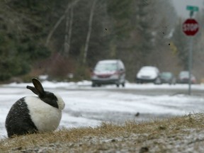 Canmore has struggled to control feral domestic rabbit populations for more than a decade.