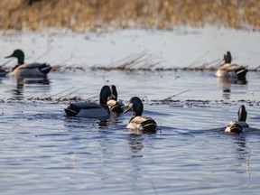 Mallards on a puddle south of Carseland, Ab., on Monday, March 8, 2021.