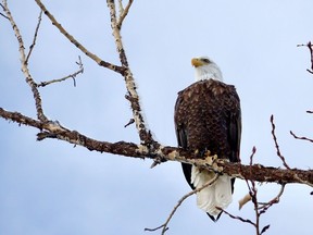 A mature bald eagle overlooks the Bow River in Calgary. Carol Patterson photo.