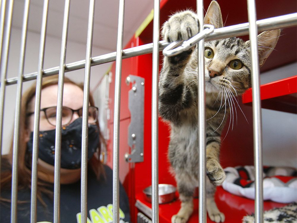 City hands off animal adoptions to AARCS in new three-month pilot