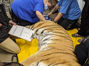Sarma, a nine-year-old Amur tiger, getting inseminated at the Calgary Zoo.