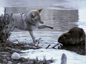 Calgary photographer Caillie Mutterback captured an interaction between a coyote and a beaver in Prince's Island Park on the evening of Thursday, March 11.