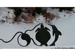 An aerial view: Paul Carruthers creates art -- making pictures while shovelling snow -- on the frozen Elbow River behind his Calgary home each year. The width of the river is about 75 feet at this point, which provides an idea of how large the artwork is. Lee Henderson photo.