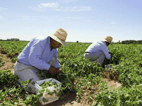 Roughly 60,000 migrant workers, mostly from Mexico and the Caribbean, are annually employed by Canadian farms, including 25,000 for the spring planting season.