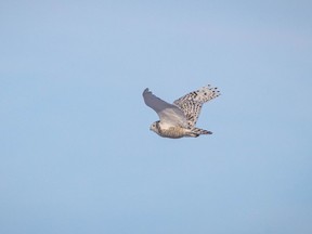 A snowy owl heads out to hunt south of Hussar, Ab. on Tuesday, March 2, 2021.