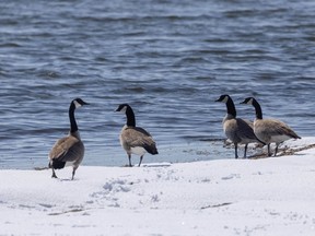Canada geese on the snow at Clear Lake Park east of Stavely, Ab., on Tuesday, March 23, 2021.
