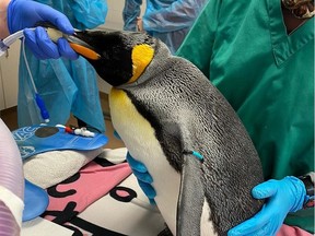 Antoinette, a 29-year-old king penguin at the Calgary Zoo, successfully underwent cataract surgery in February.