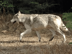 File photo of a grey wolf Kootenay National Park. Research indicates the mortality of wolves increases significantly once they leave the relative safety of national parks.
