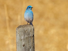 A mountain bluebird in the foothills southwest of Calgary, Ab., on Tuesday, March 30, 2021.