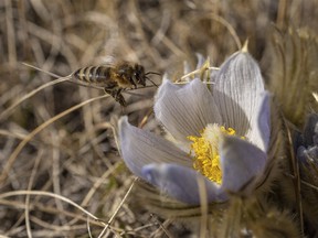 A bee comes in for a landing on a crocus near Strathmore, Ab., on Tuesday, April 6, 2021.