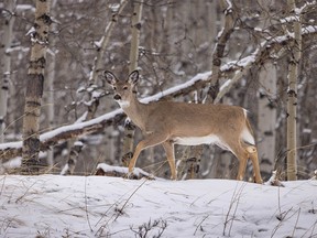 A whitetail deer walks through the new snow in Sibbald Meadows west of Calgary, Ab., on Monday, April 12, 2021.