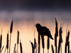 A redwing blackbird sings by a pond just east of Calgary, Ab., on Tuesday, April 20, 2021.