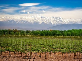 Organic vineyards near Mendoza in Argentina with Andes in the background. Getty Images