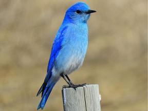 A mountain bluebird. Photo by Carol Patterson.

Male bluebirds will compete with swallows and other birds for a nest site

for Postmedia Calgary story