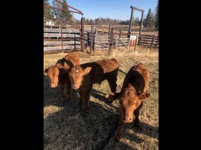 Four calves were swiped from a farm in the Caroline, Alta. area in early April