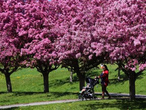 Trees, whether they line the streets or fill a front yard, improve the character of a community.