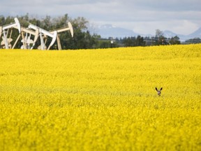 Pumpjacks draw oil out of the ground as a deer stands in a canola field near Olds, Alta., July 16, 2020.