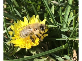 Wait to dig out your dandelions, as bees find the flowers an important food source.