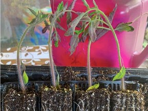 How to care for tomatoes plants started from seed is a popular gardening topic. Courtesy, Deborah Maier