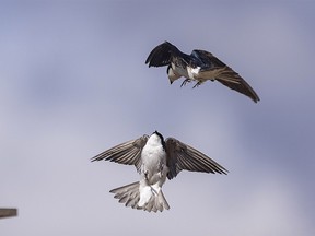 Tree swallows get into an aerial battle with neighbours by their nesting box near Bottrel, Ab., on Monday, May 3, 2021.