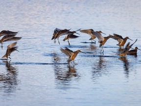 Dowitchers come in for a landing at a pond east of Lyalta, Ab., on Tuesday, May 11, 2021.