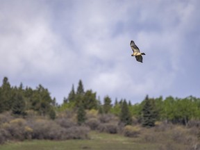 A redtail hawk tries to hover in the roaring wind above Meinsinger Creek at the north end of Chain Lakes south of Pekisko, Ab., on Tuesday, May 18, 2021.