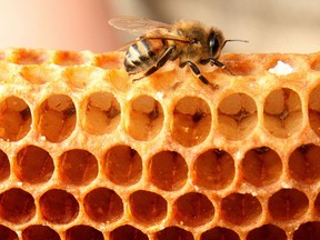 A bee on a honey comb  in Calgary, Alberta on April 25, 2012.