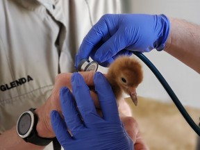 The Calgary Zoo is egg-cited to announce that they have hatched three endangered whooping cranes this year.