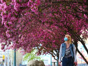 Cassandra Uthgenannt enjoys the canopy of pink blossoms on the trees outside The Cathedral Church of the Redeemer in downtown Calgary Monday, May 17, 2021.