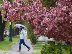 It was another showery day in Calgary as pedestrians walked with umbrellas in the Beltline on Tuesday, May 25, 2021.