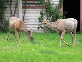 Deer forage through a yard on Elma Street in Okotoks on Thursday May 28, 2015.