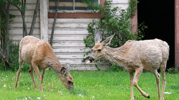 Experts fear Chronic Wasting Disease could lower deer populations