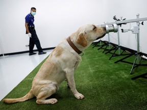 A dog that has been trained to sniff out the coronavirus disease (COVID-19), screens a sweat sample at Chulalongkorn University, in Bangkok, Thailand on May 21, 2021.