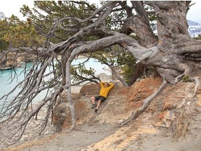 The author relaxing under the limber pine at Whirlpool Point. Courtesy Andrew Penner