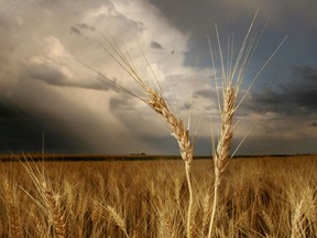 Barley waits to be harvested in a field near Hussar, Alberta.